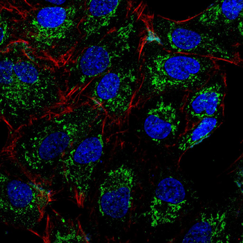 TLR7 Antibody