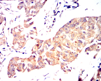 TLR7 Antibody