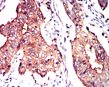 TLR7 Antibody