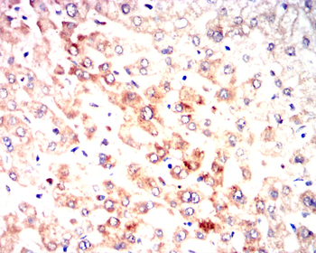 TLR7 Antibody