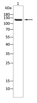 TLR7 Antibody