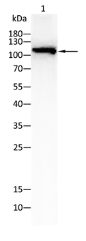 TLR7 Antibody