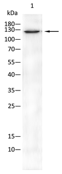 RTN4 Antibody