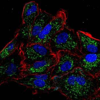 BMP4 Antibody
