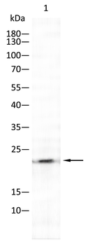 ATF3 Antibody