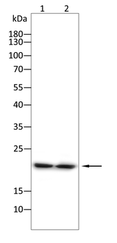 ATF3 Antibody