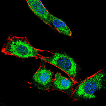 EIF5A Antibody