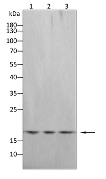 EIF5A Antibody