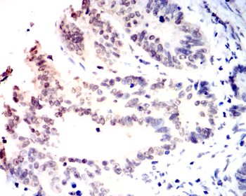 NOX4 Antibody