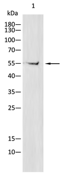 NOX4 Antibody