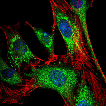 CYP3A4 Antibody