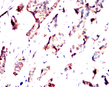 CYP3A4 Antibody