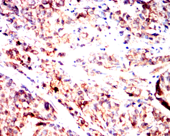 CYP3A4 Antibody