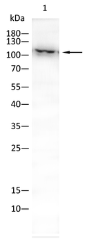 TERT Antibody