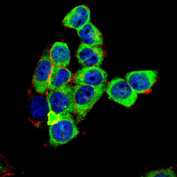 AQP1 Antibody