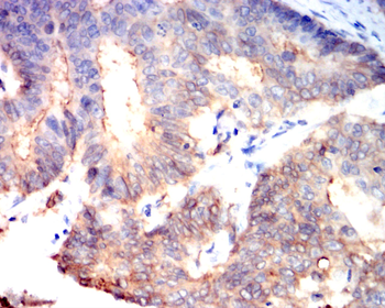 AQP1 Antibody