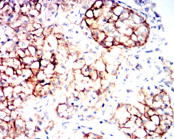 AQP1 Antibody