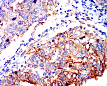 AQP1 Antibody