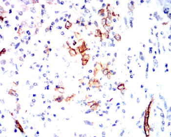 AQP1 Antibody