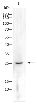 AQP1 Antibody