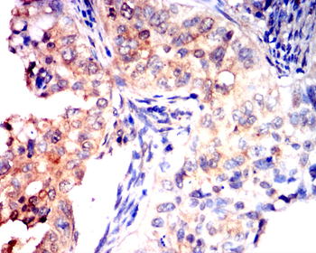AQP9 Antibody
