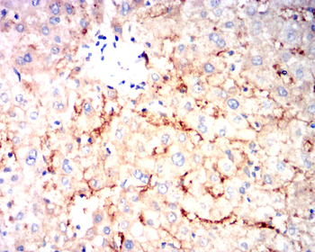 AQP9 Antibody