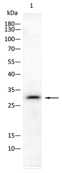 AQP9 Antibody