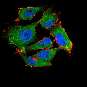 AQP4 Antibody