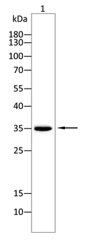 AQP4 Antibody