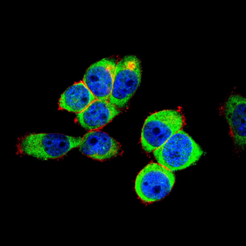 AQP7 Antibody