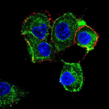 AQP11 Antibody