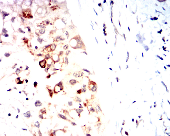 AQP11 Antibody