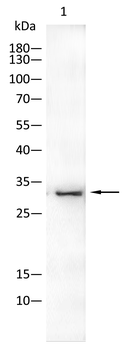 MIP Antibody