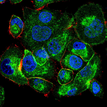 Catenin alpha-1 Antibody