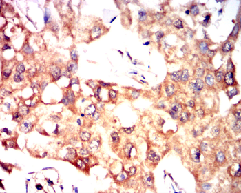 Catenin alpha-1 Antibody