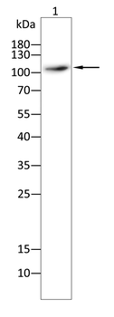 DNMT3A Antibody