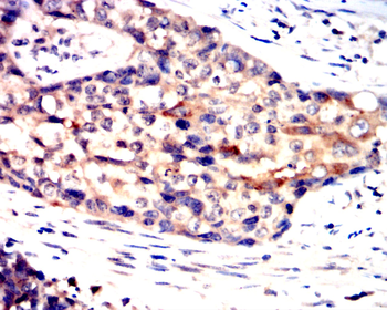 S100A1 Antibody