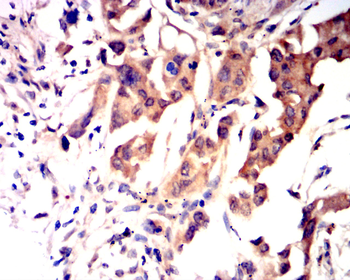 AQP5 Antibody