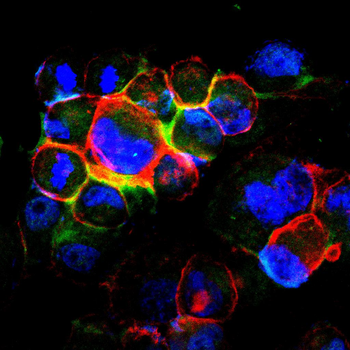 CDH2 Antibody