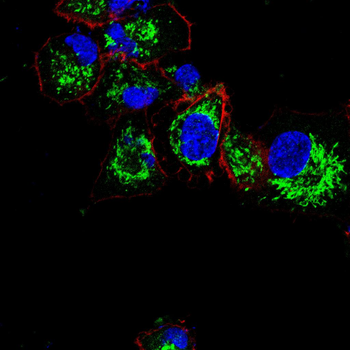 CD14 Antibody