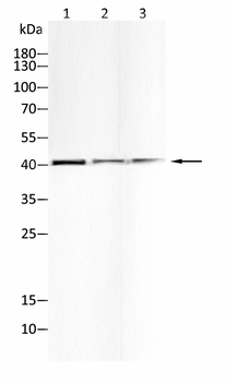 CD14 Antibody