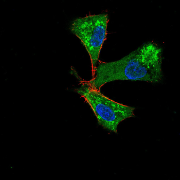 HAS2 Antibody