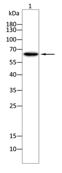 HAS2 Antibody