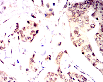 OTX2 Antibody