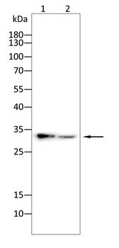 OTX2 Antibody