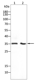 OTX2 Antibody