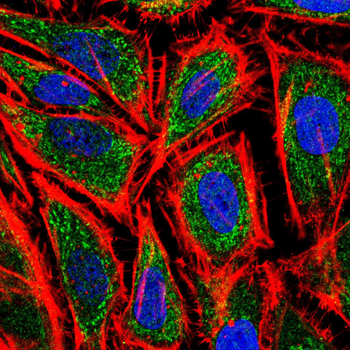 CD80 Antibody