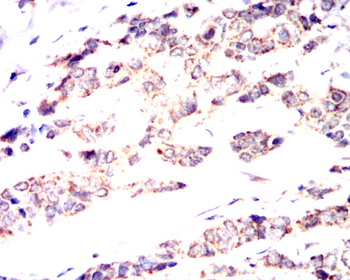 CD80 Antibody