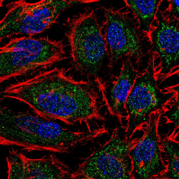 NRCAM Antibody