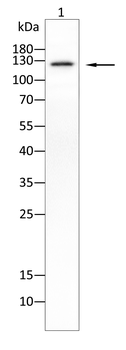 NRCAM Antibody